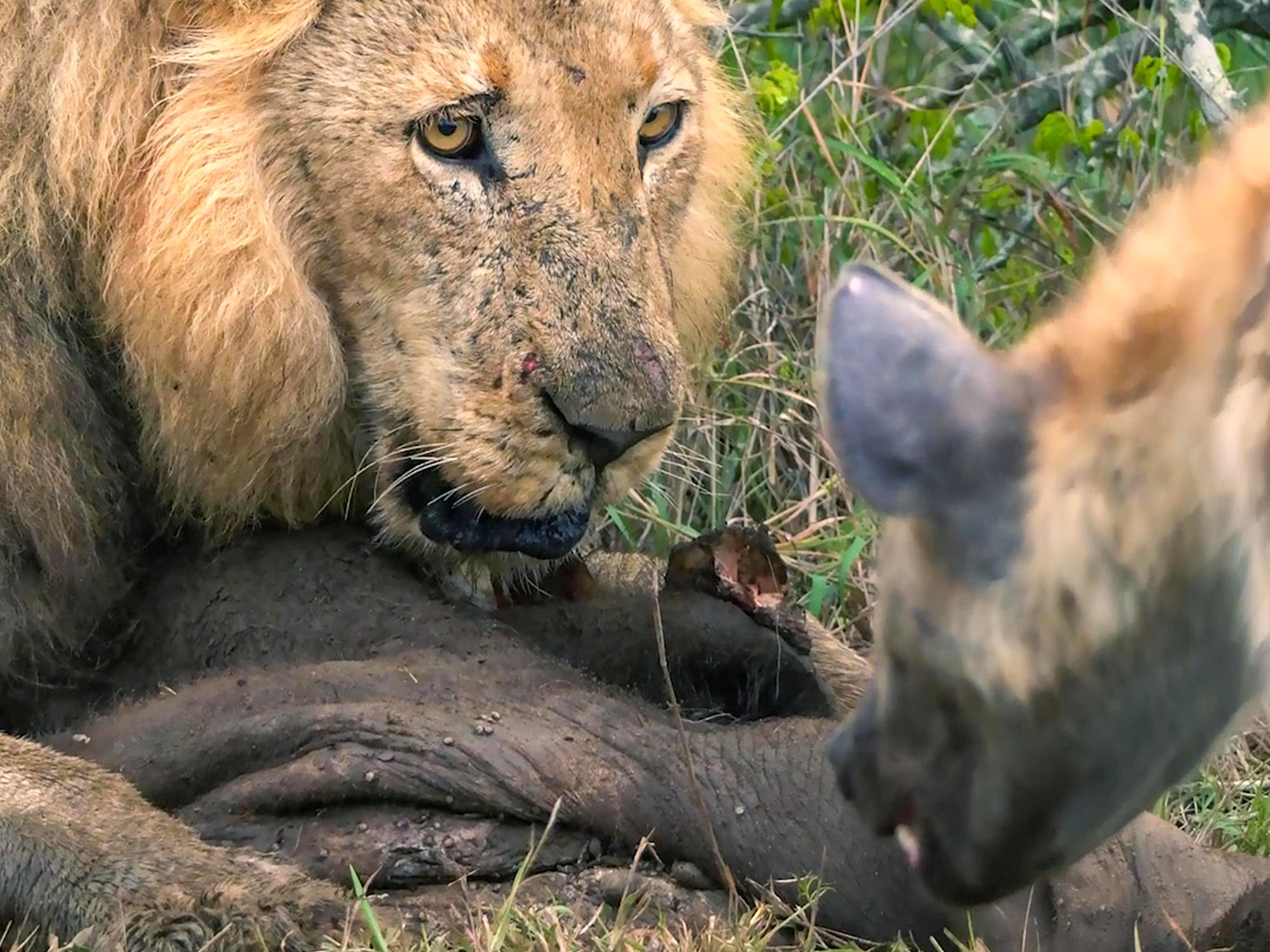 Lion Defends His Meal from Hyenas