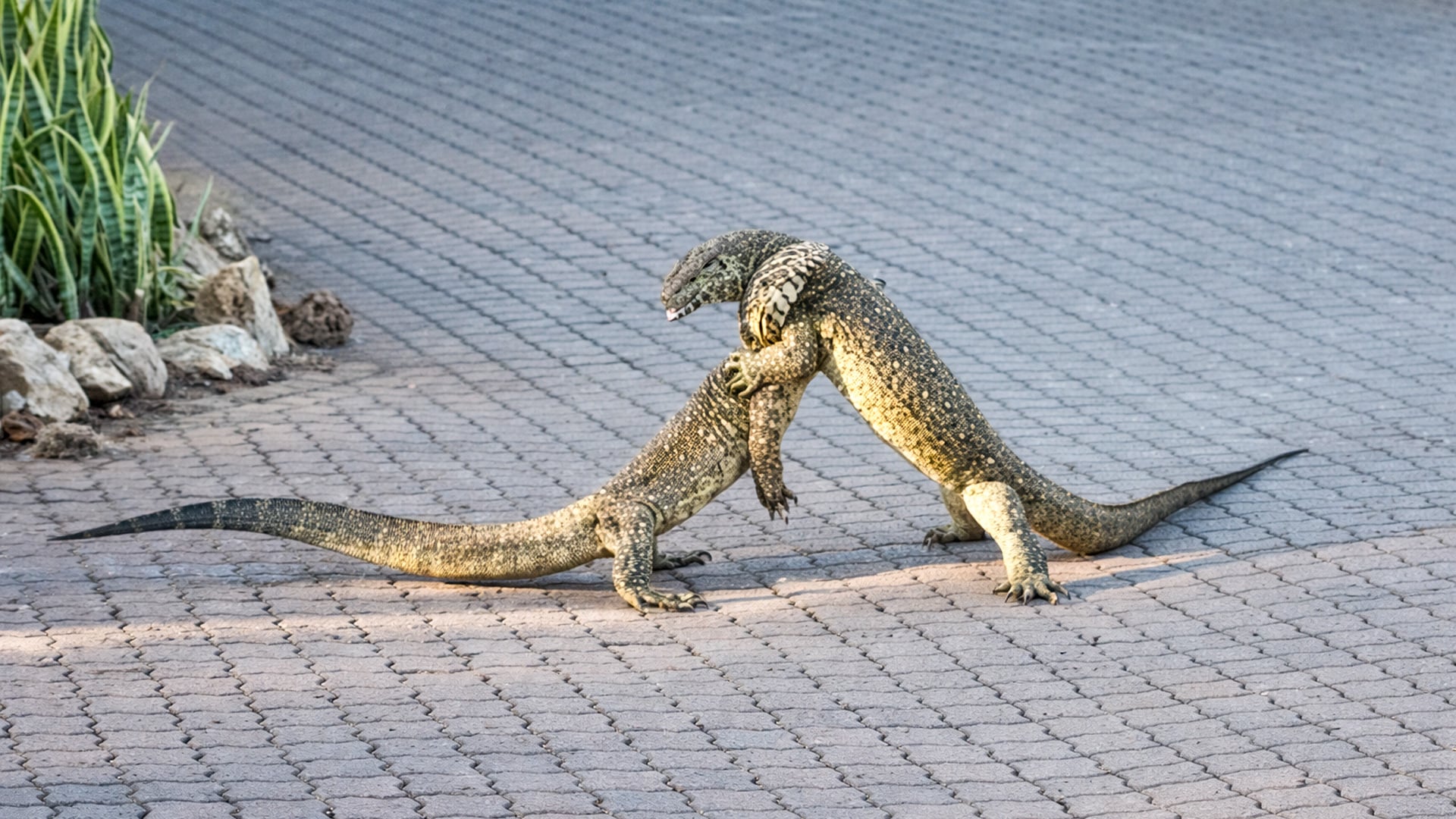 Monitor Lizards Get Locked in an Intense Battle on the Road