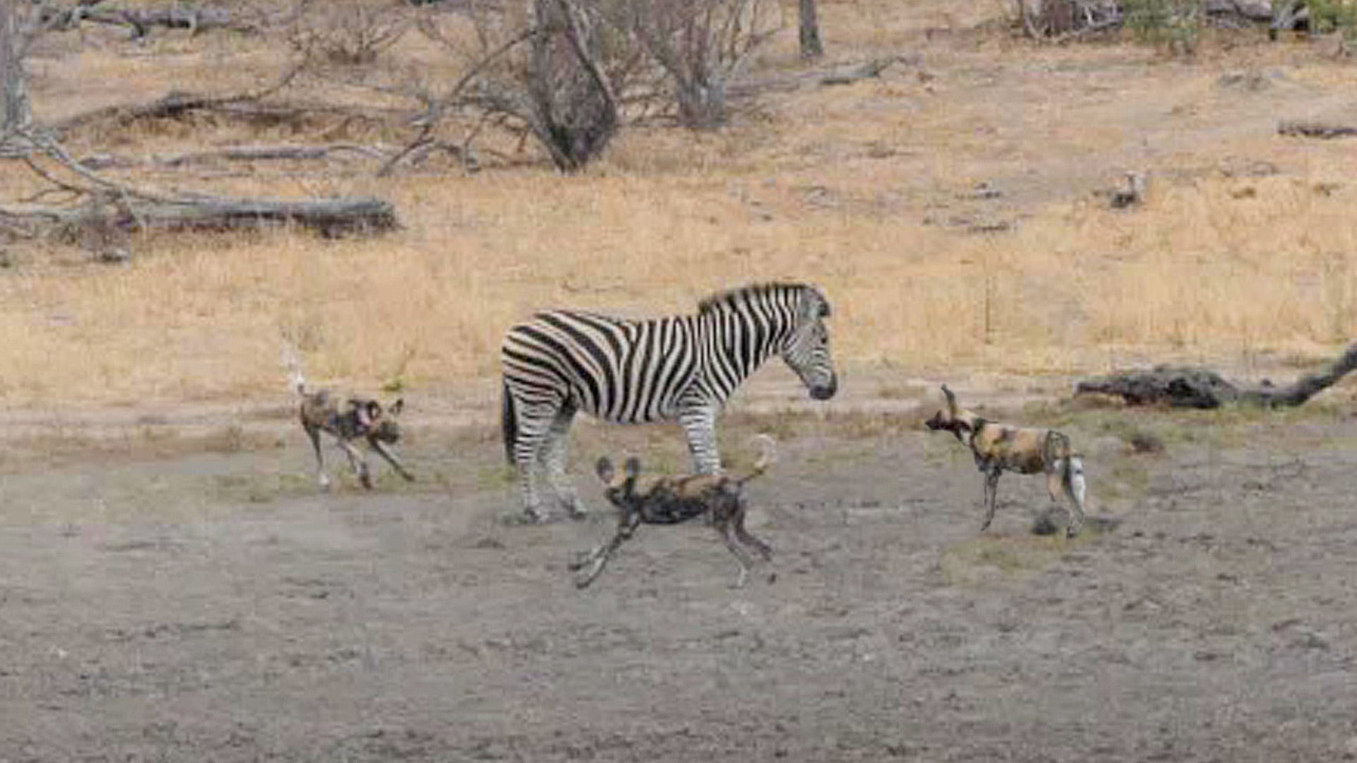 Lone Zebra Turns the Tides on a Pack of Wild Dogs
