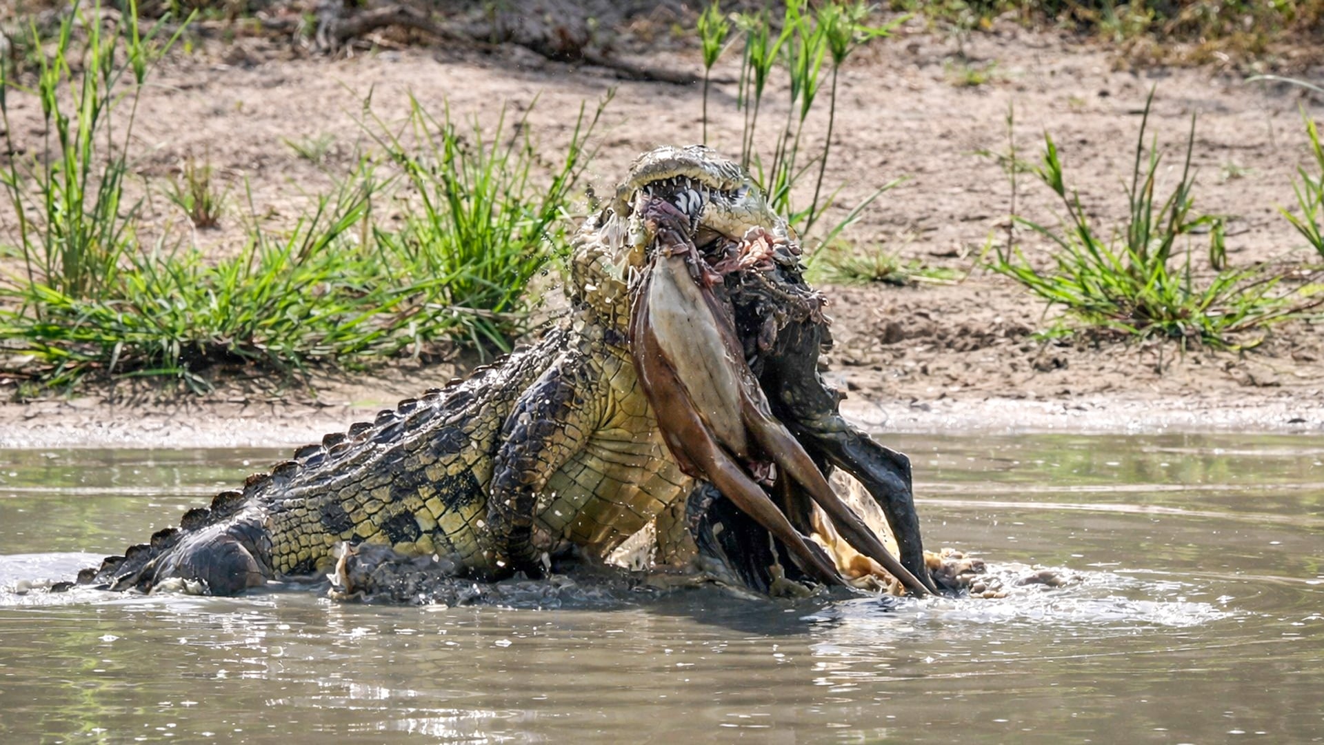 Crocodile Destroys Impala In Water