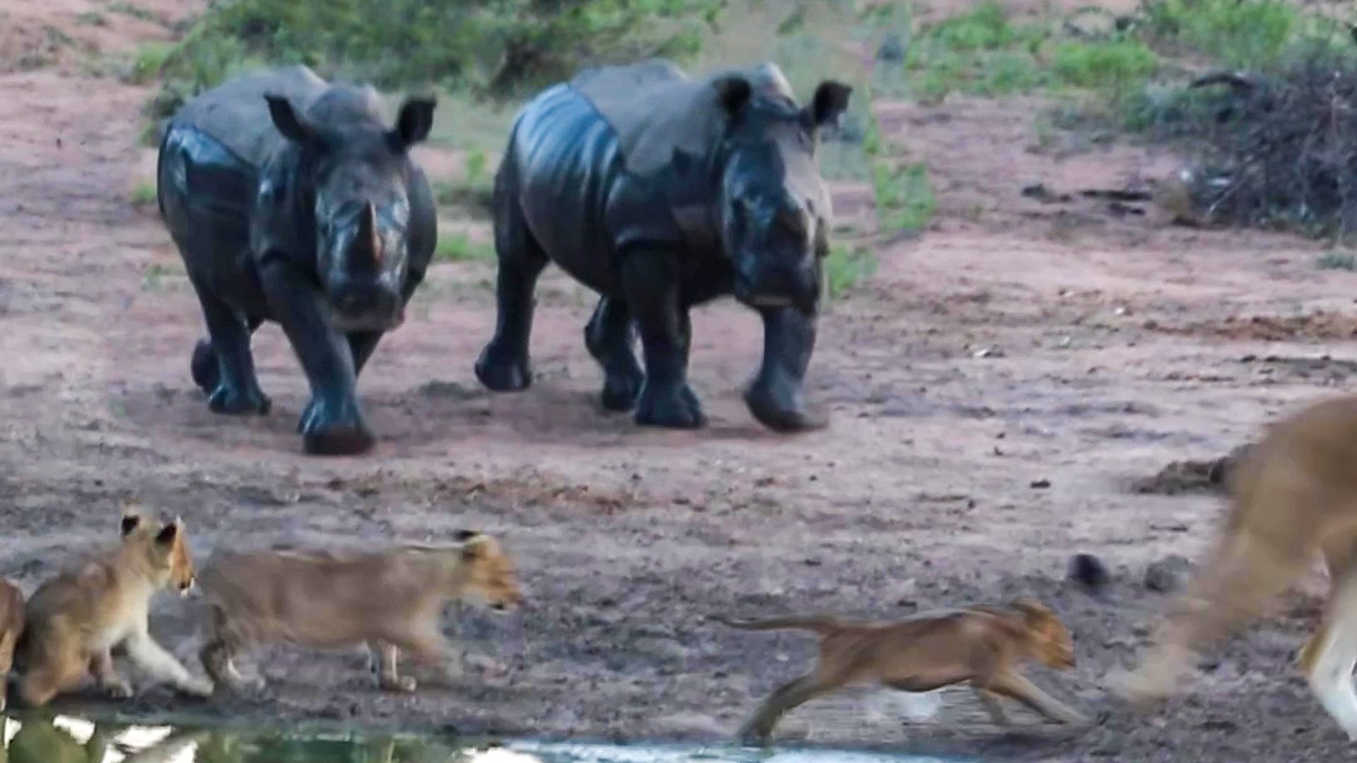 Lioness Abandons Cubs to Run Away from Rhinos