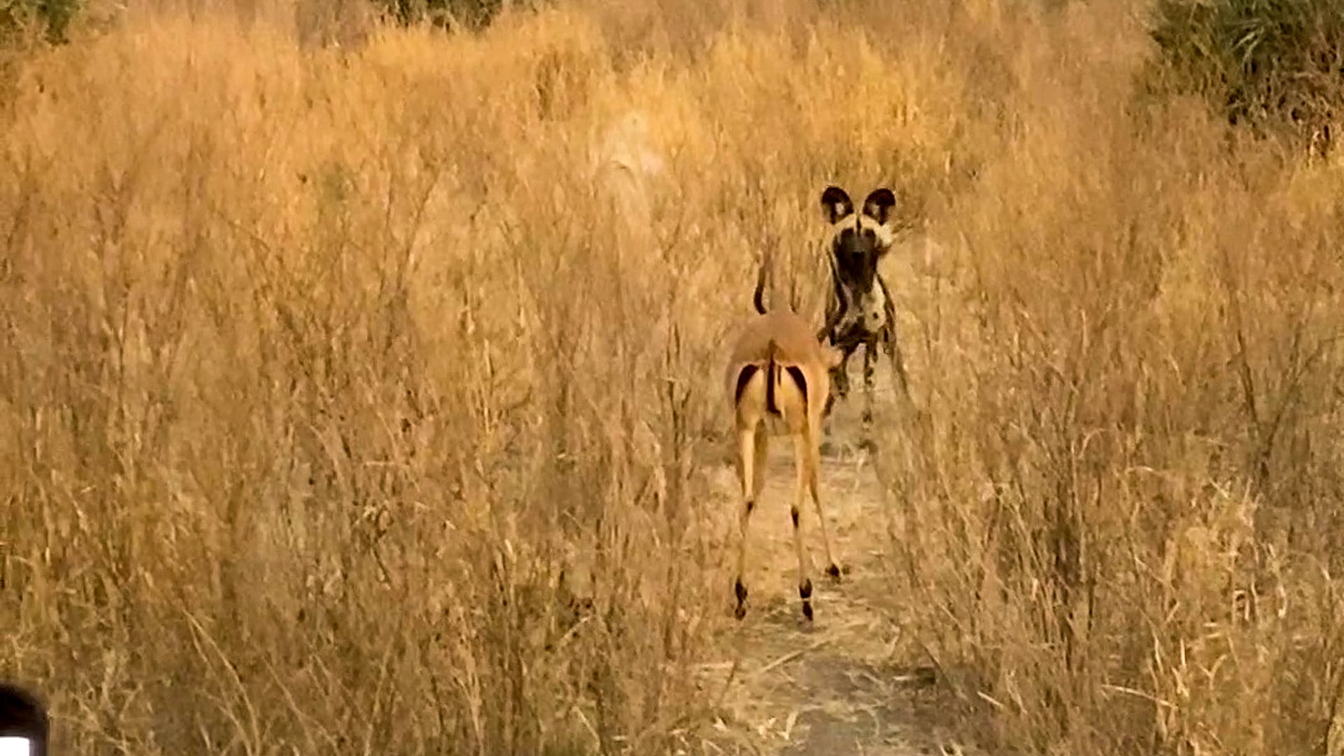 Impala Stands his Ground and Fights off Wild Dog!