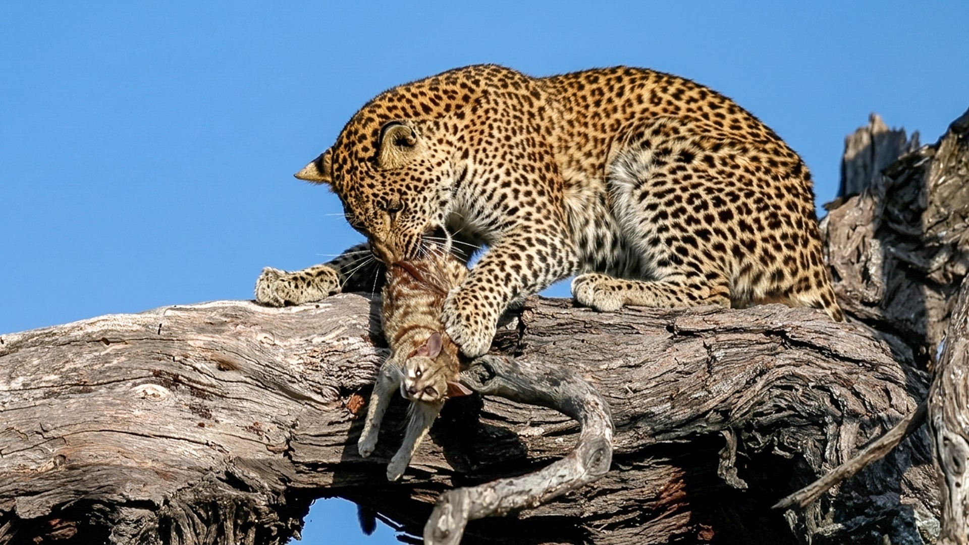 Curious Young Leopard Turns Genet Catch Into A Toy