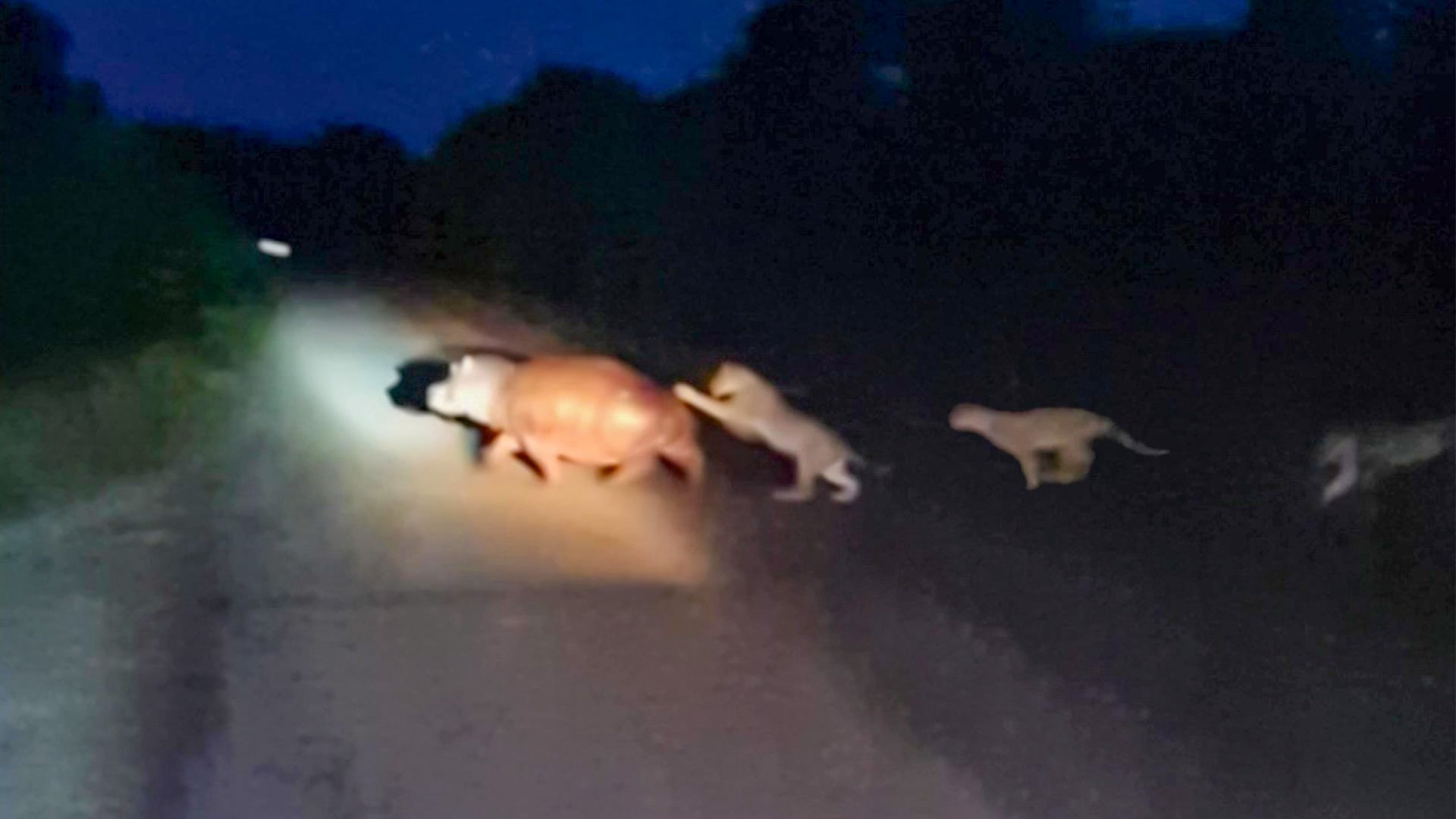 Hippo Makes Quick Escape From 4 Lions