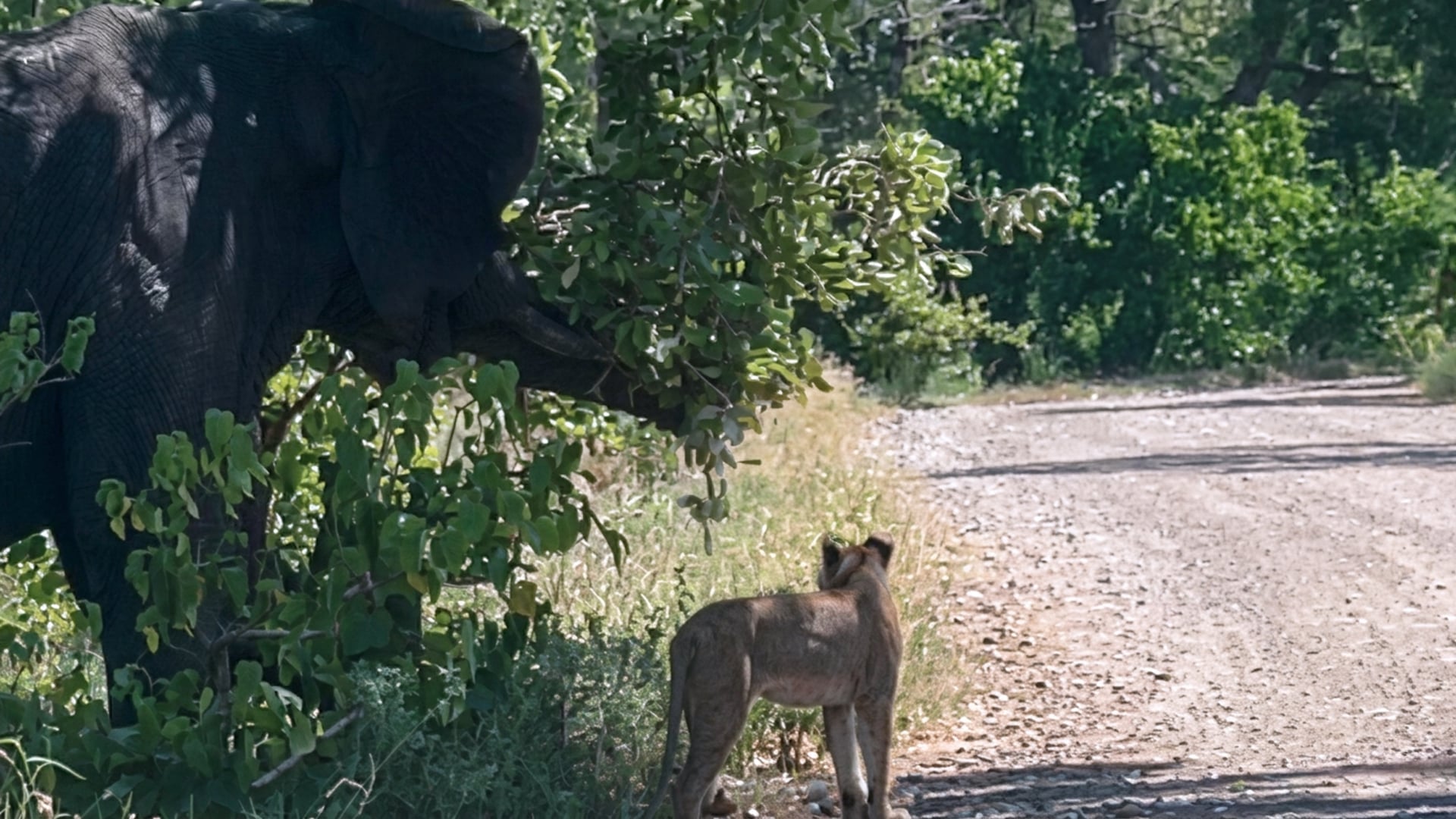 Elephant Chases Lions onto the Road