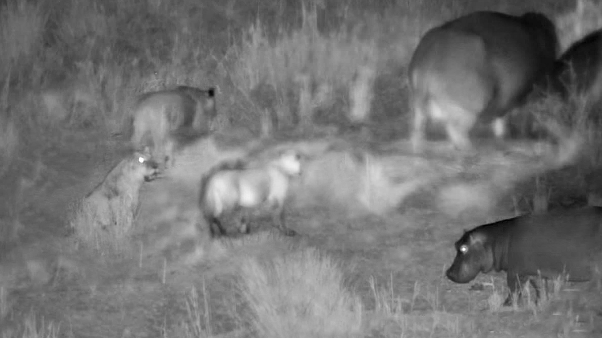 Lions Try Bullying Hippos Grazing In The Dark 