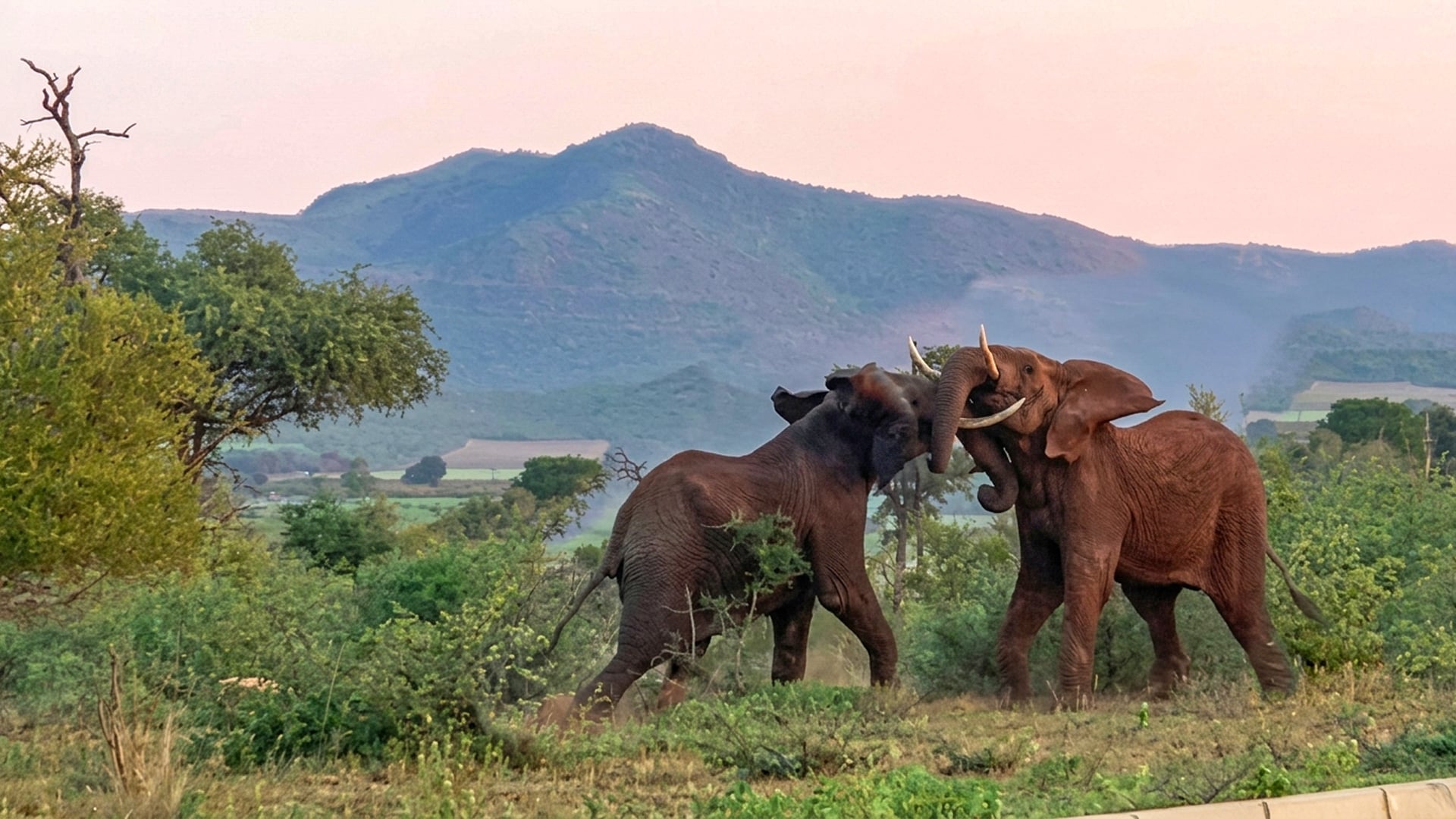 Elephants Have Brawl Next to Road