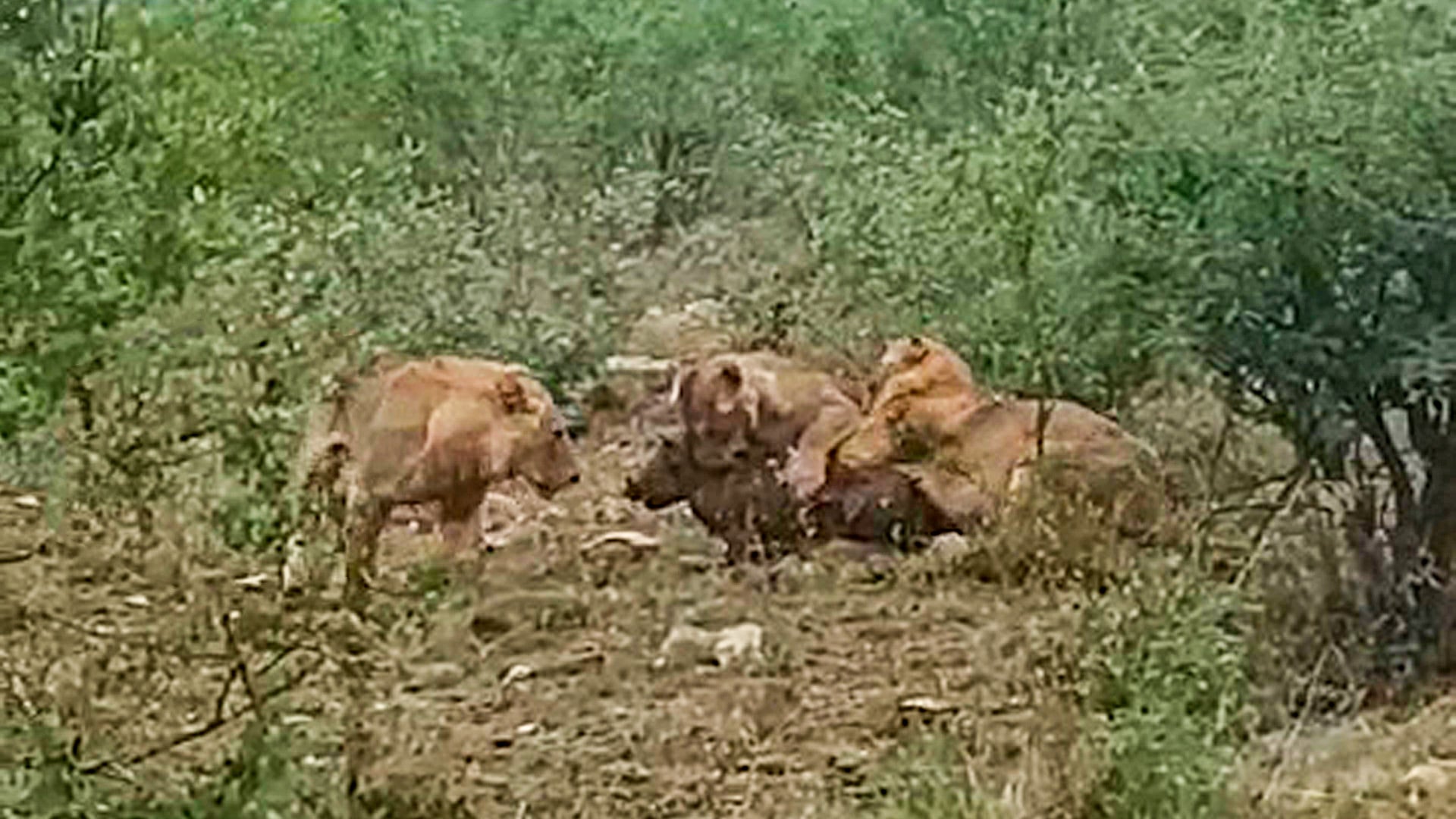 Lions Pull Crying Warthog out of Burrow by the Road