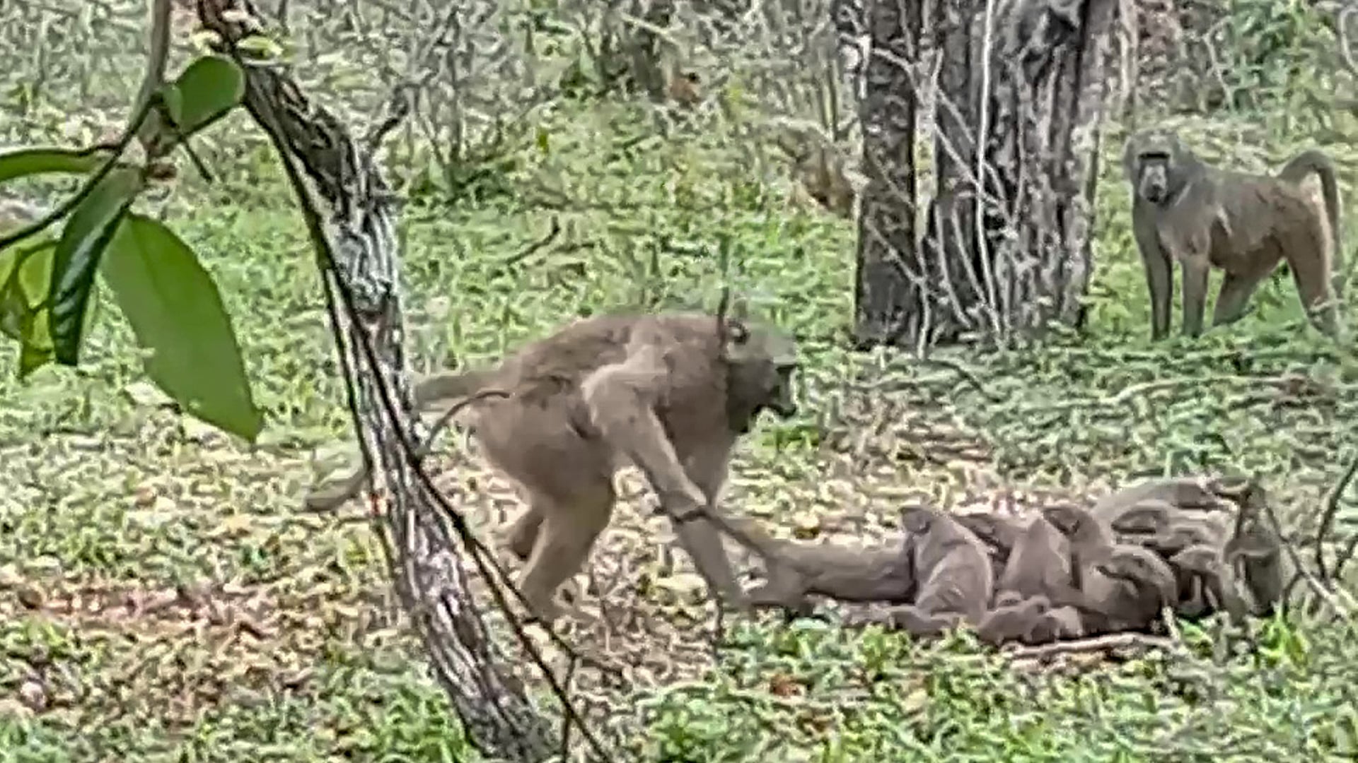 Baboon Throws Mongooses by Their Tails