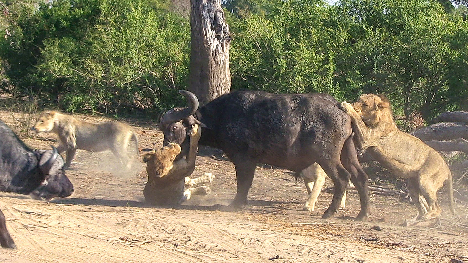 Failed Buffalo Hunt Leads to a Standoff
