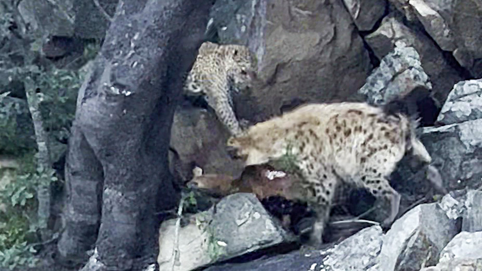 Desperate Leopard Challenges Hyena