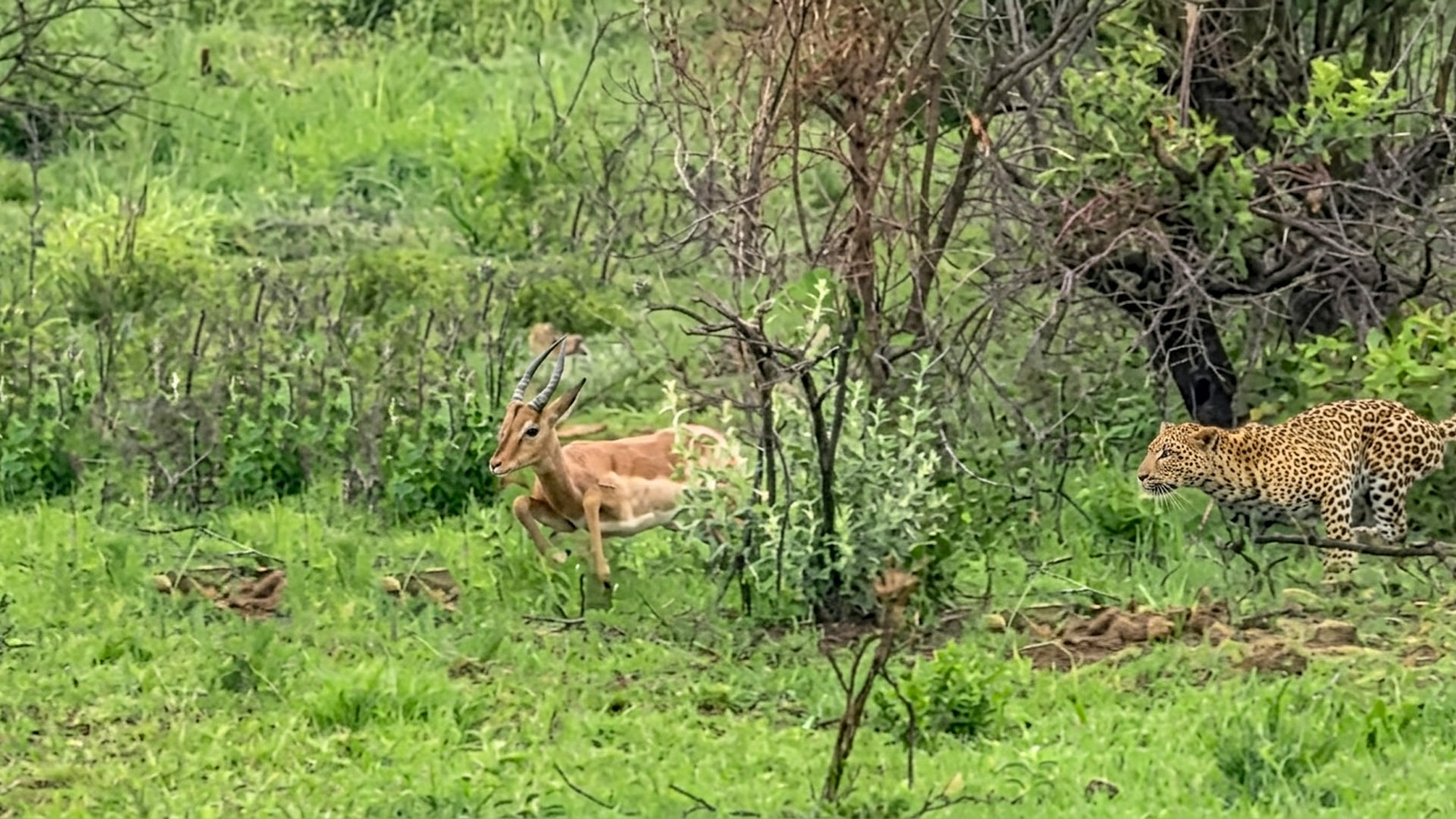 Leopard Fails to Ambush an Impala