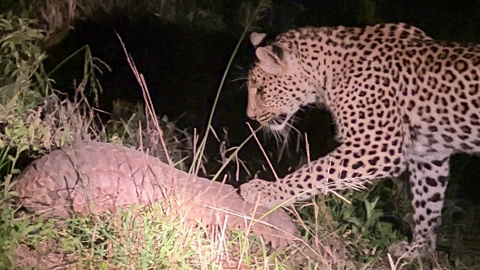 Curious Leopard Attacks Pangolin