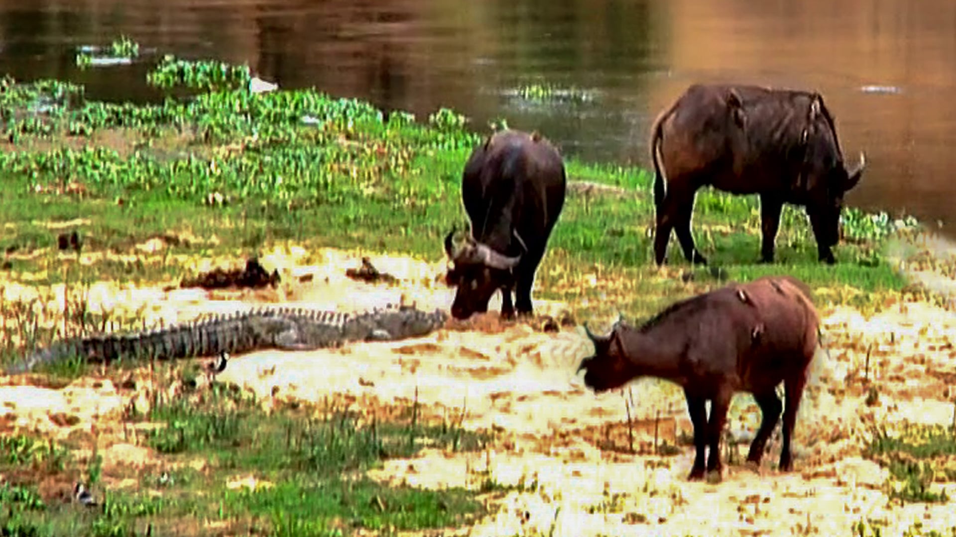 Brave Buffalo Goes in for Kiss on Sleeping Crocodile