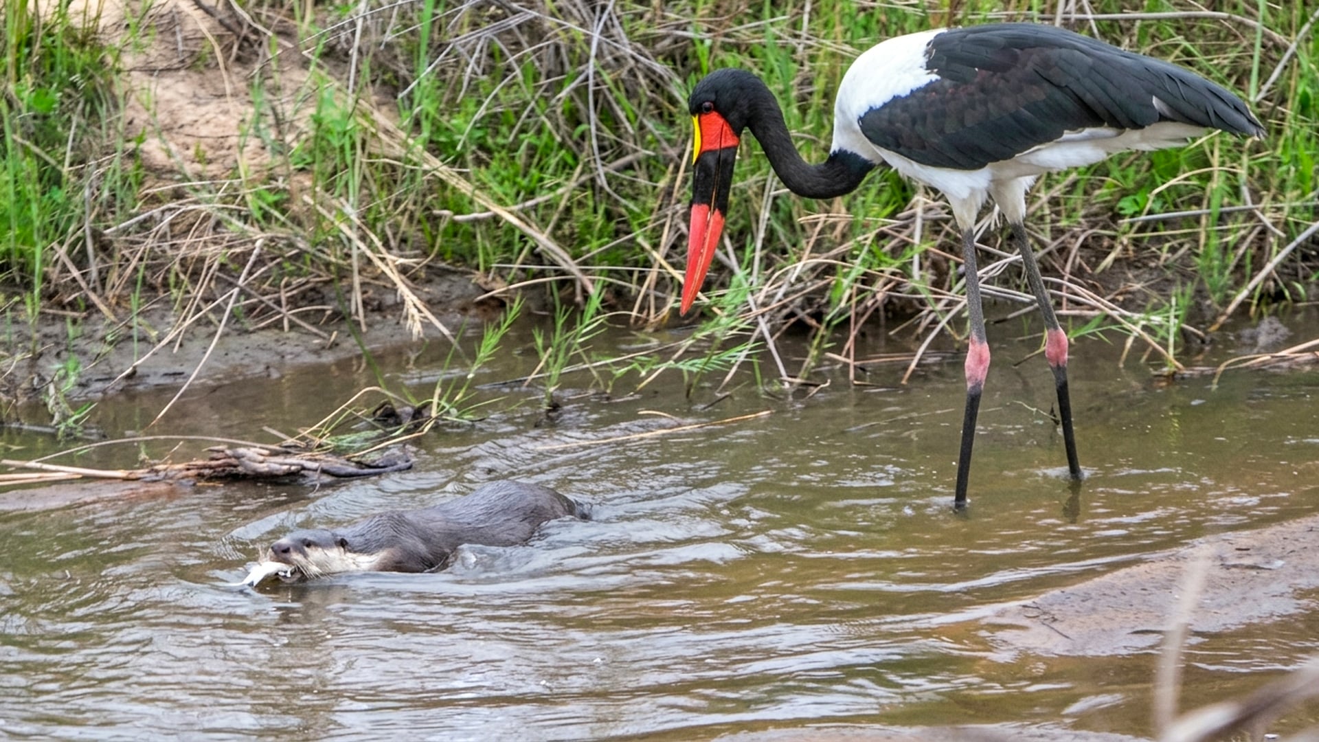 Stork Tries to Catch Fish but Otter Beats It to the Prize