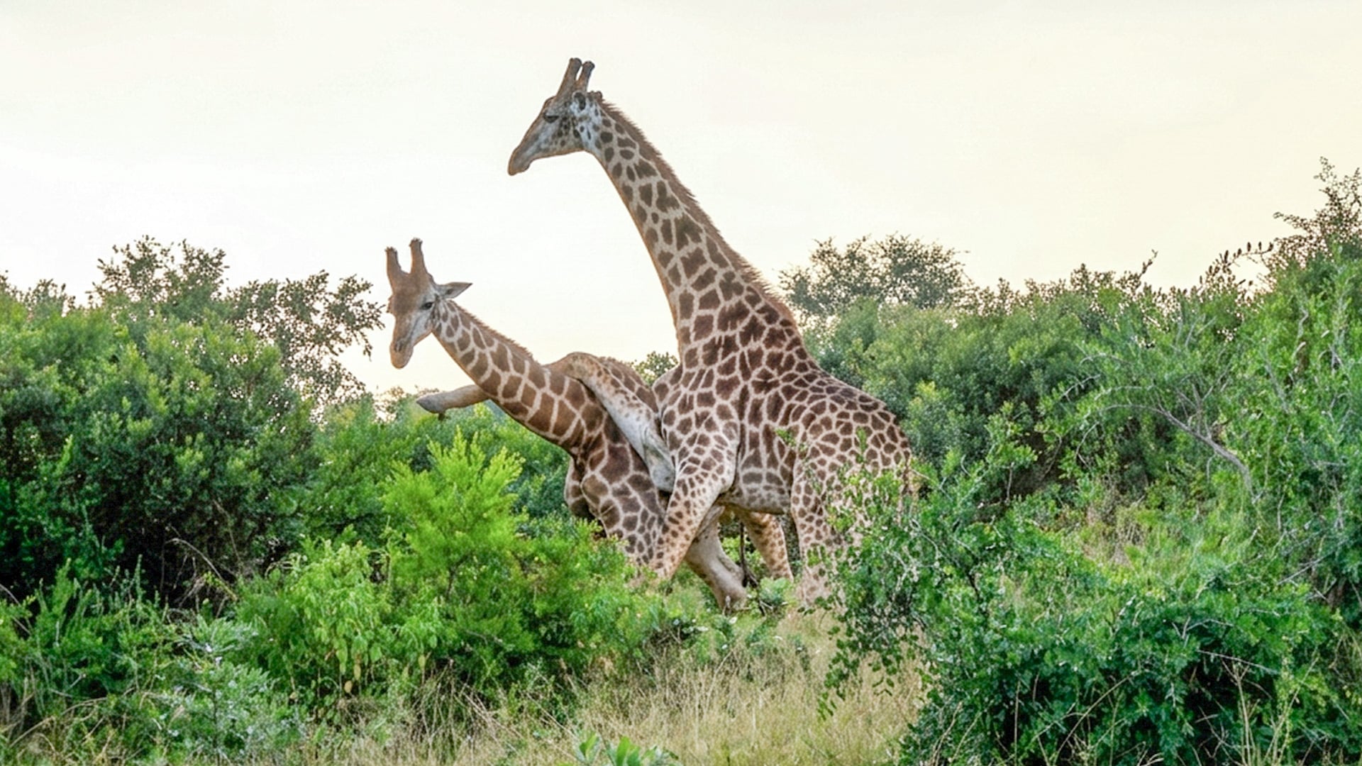 Giraffe Tries to Trip Friend During Sparing Match
