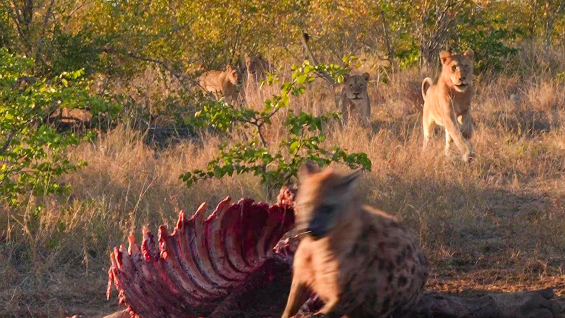 22 Lions Chase 22 Hyenas from a Hippo