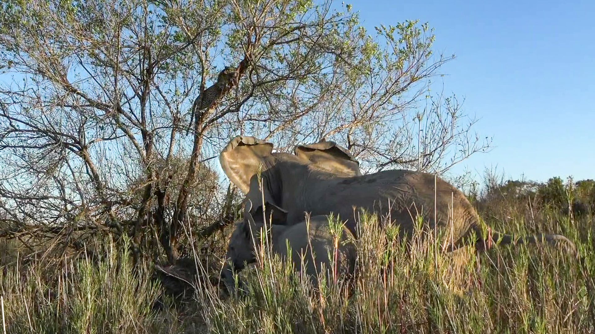 Angry Elephant Charges at a Leopard Sitting in a Tree