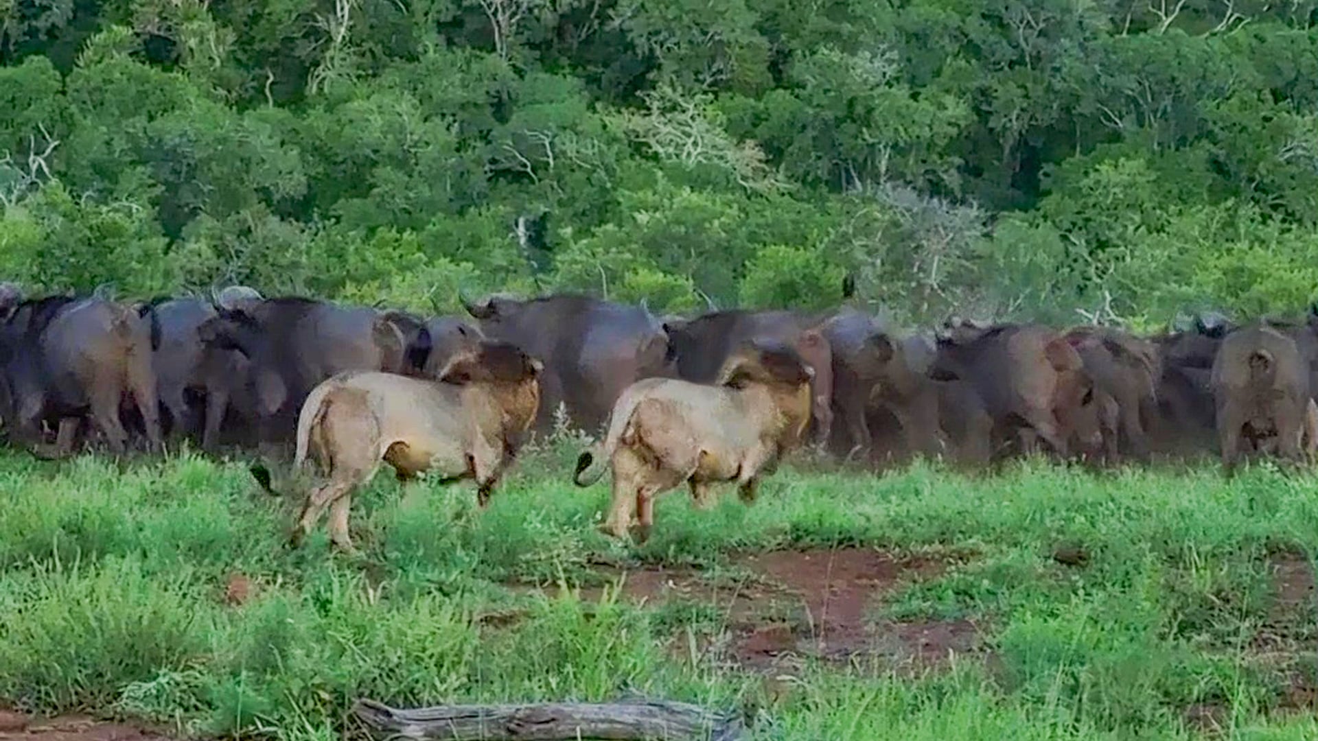 Two Lions Take on Entire Buffalo Herd