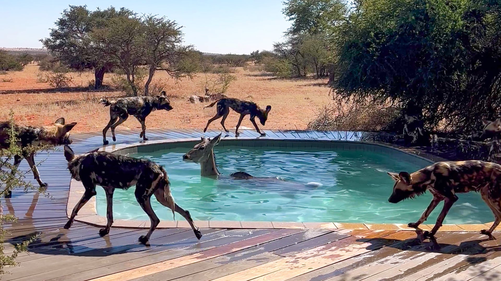 Kudu Finds No Escape From Wild Dogs In Pool