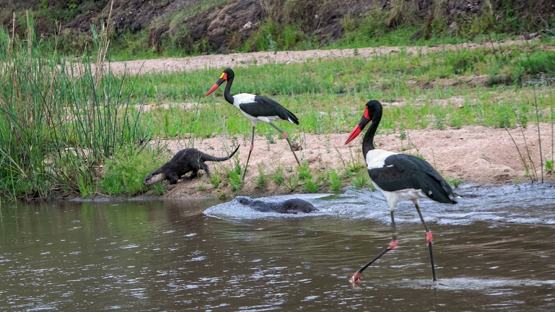 Storks Intrigued by Energetic Otters