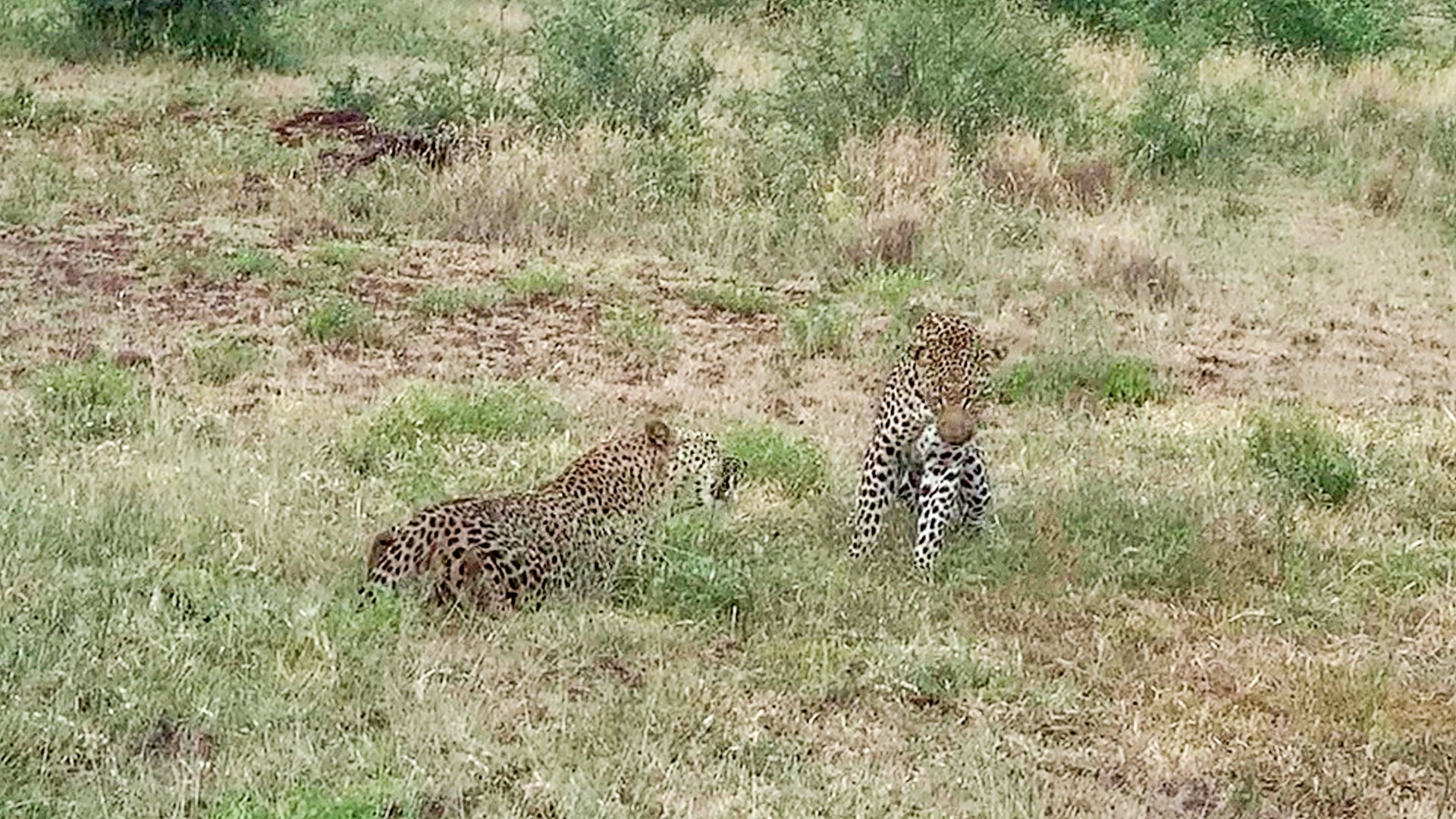 Leopard Brothers Have all-out Brawl