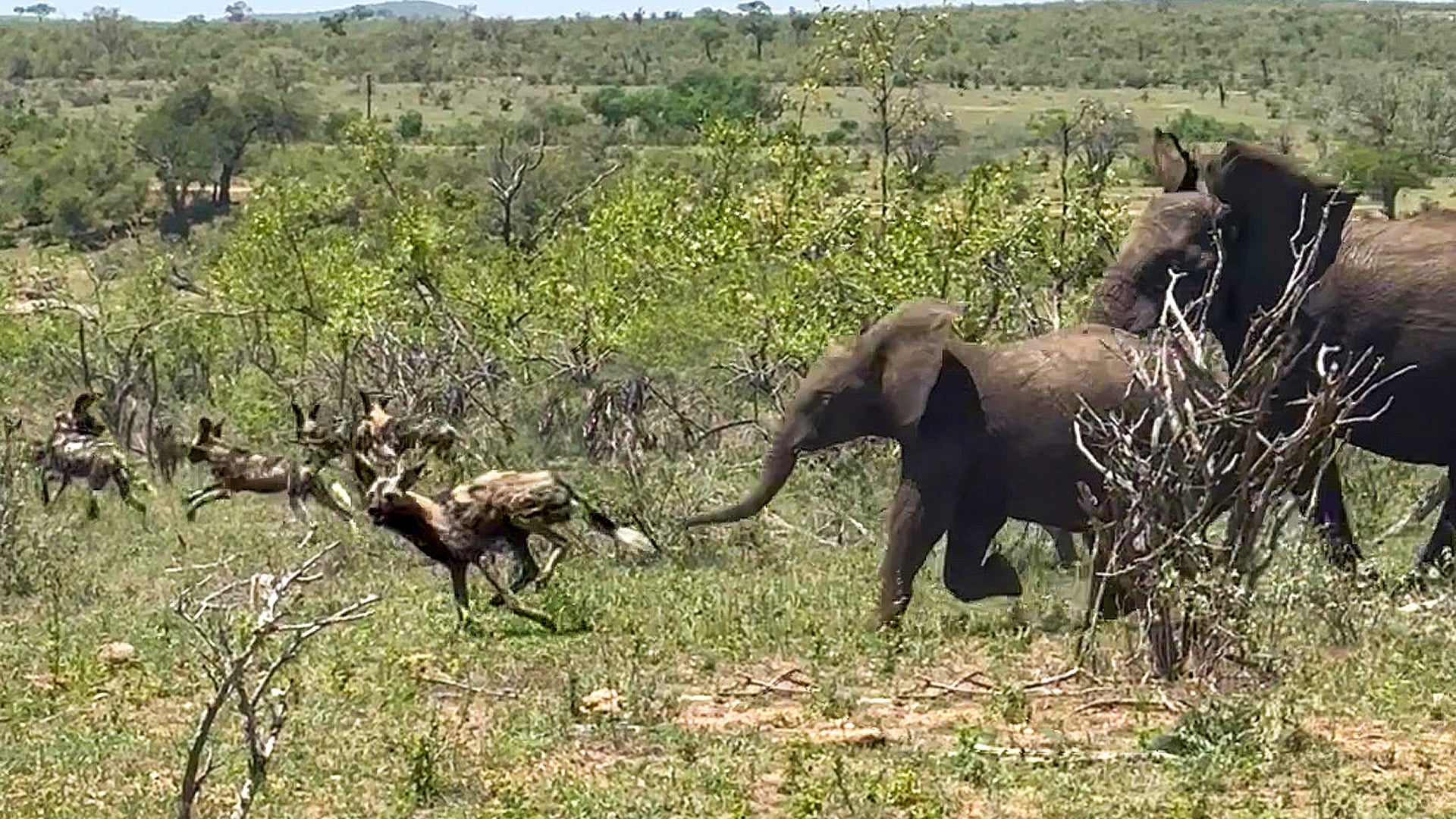 Herd of Elephants Chase Down a Pack of Wild Dogs