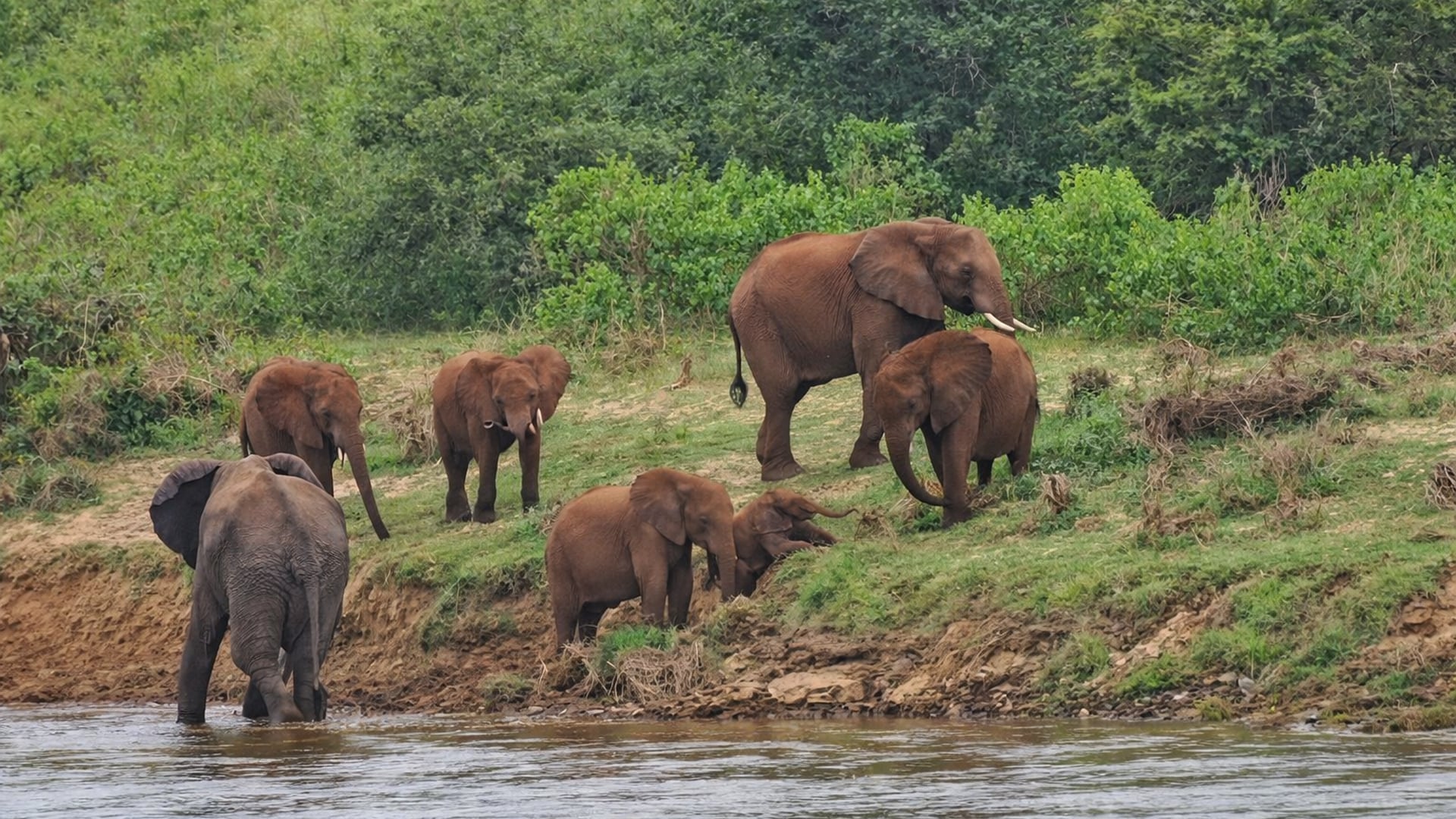 Elephant Calf Struggles Up Muddy Riverbank Until Mom Steps In