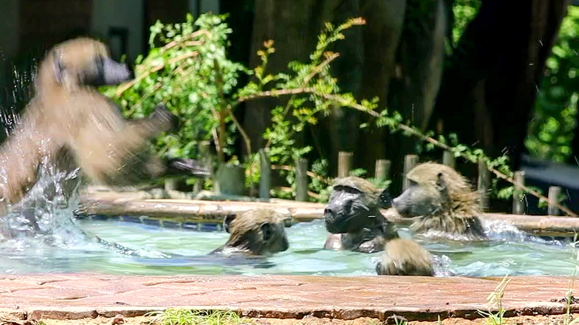 Watch Moment Baboons Take Over Pool for Party