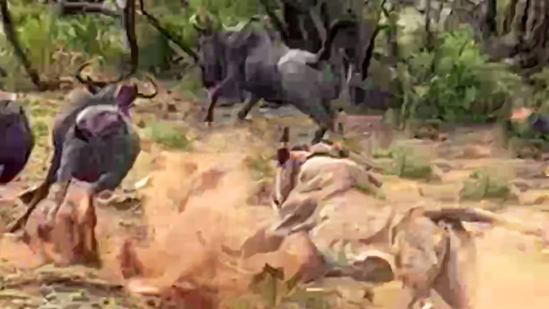 Lions Take Down Wildebeest Next to the Road