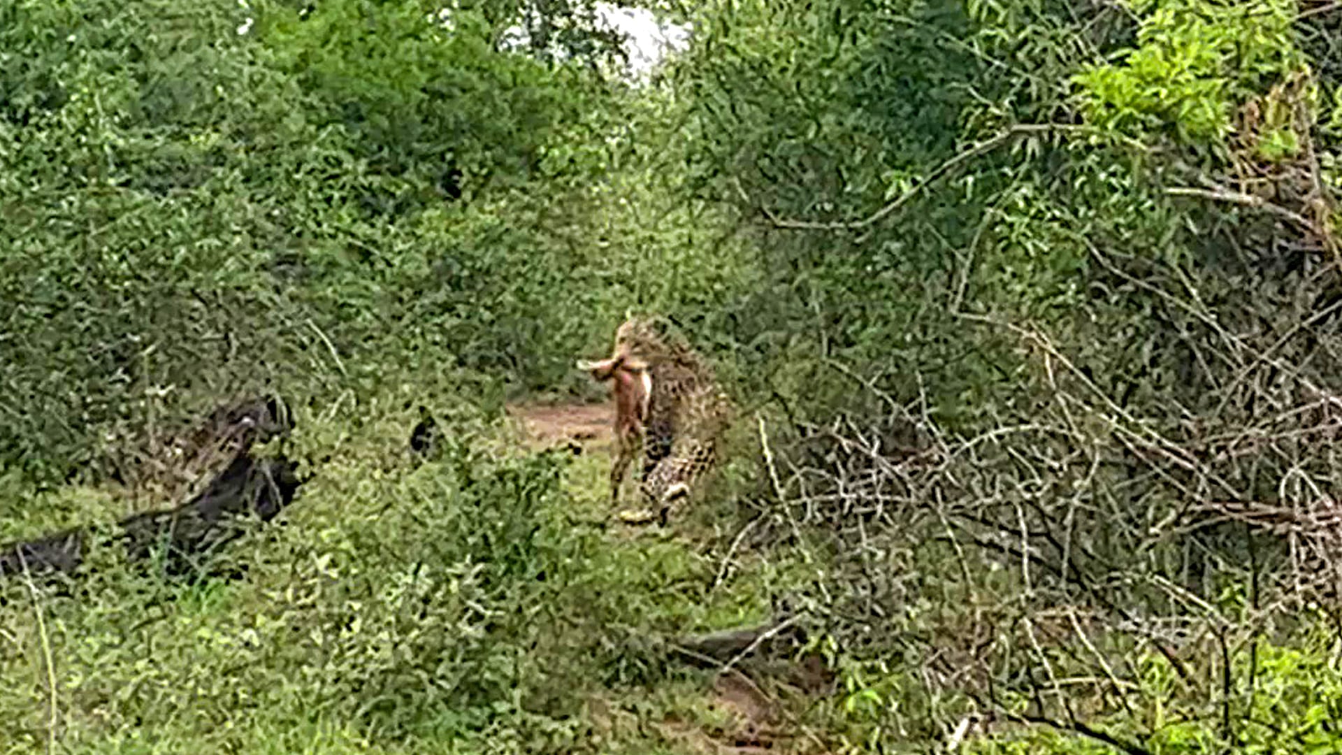 Leopard Catches an Impala Across the Road