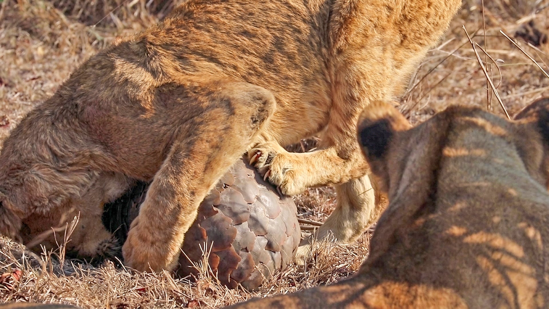 Lions Find an a Pangolin Chew Toy to Play With