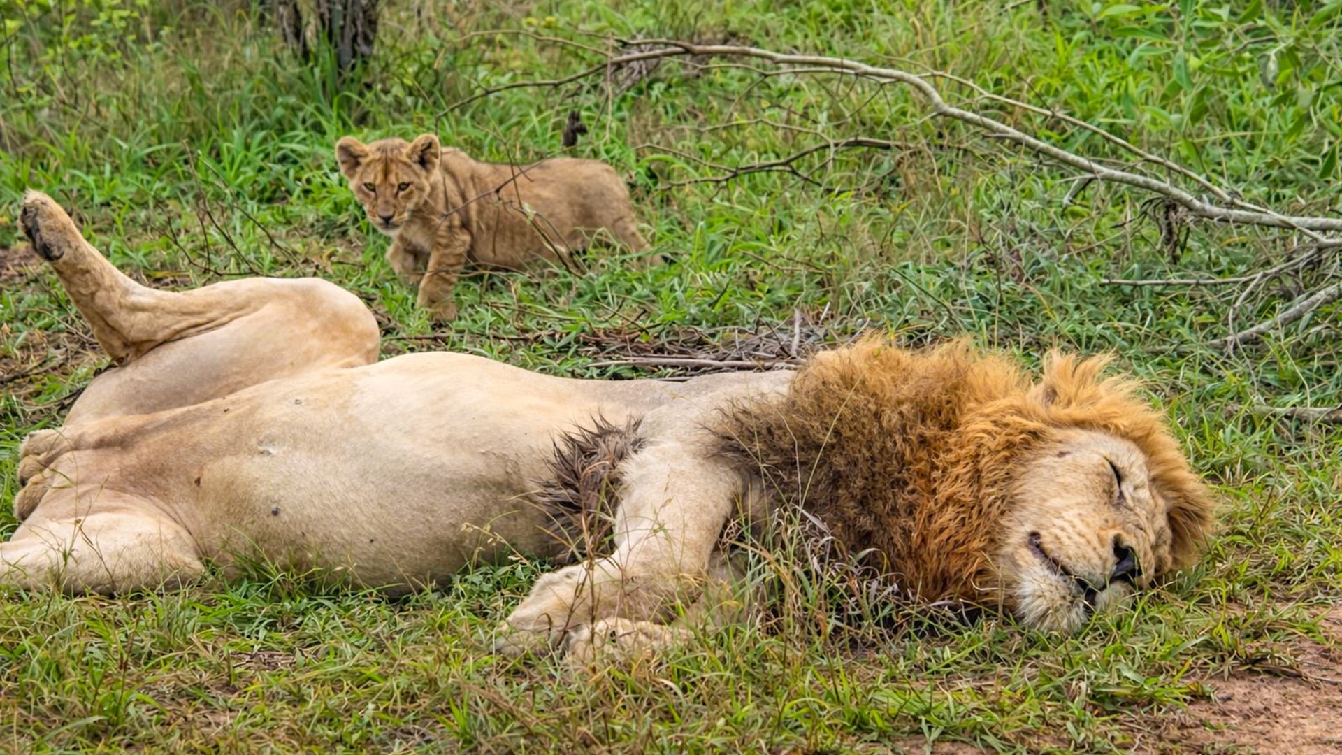 Lion Cub Sneaks Up on Dad
