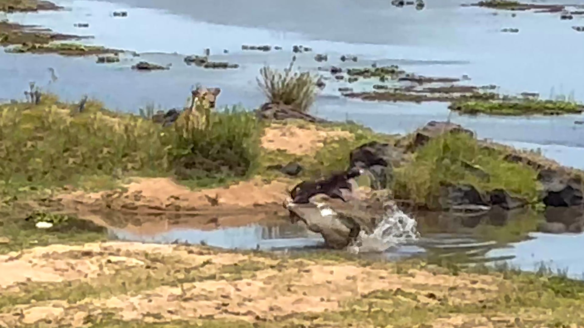 Lion Watches Crocodile Slam Baby Hippopotamus
