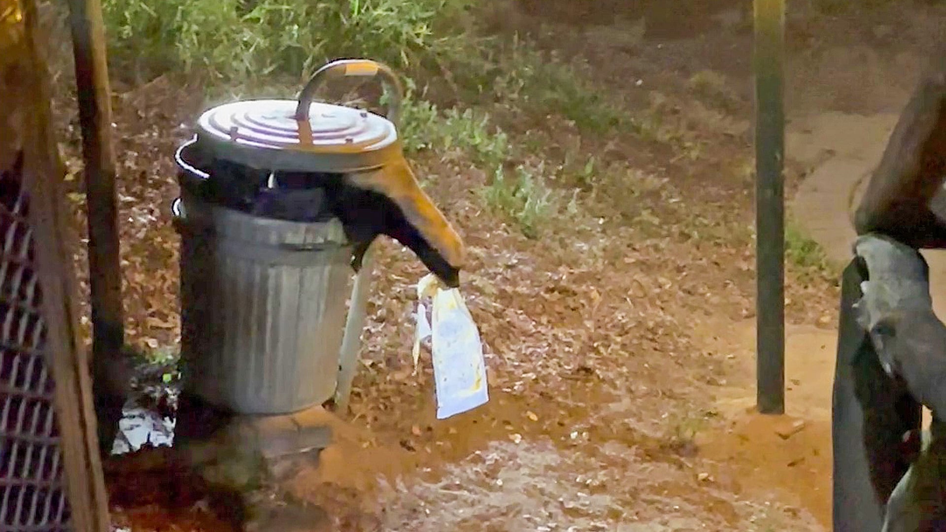 Mischievous Honey Badgers Steal Food from a Bin