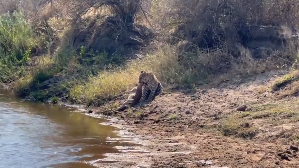 Impala Takes Its Last Drink Before Leopard Strikes