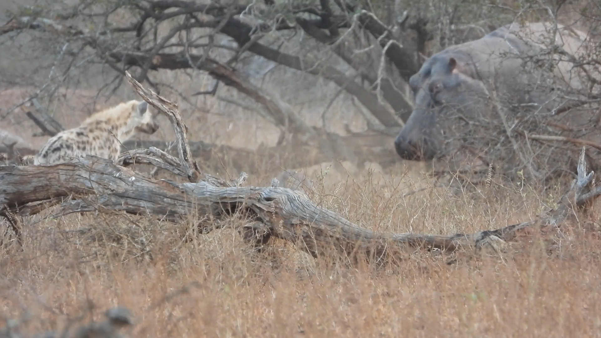 Mother Hippo Defends Injured Calf From Hyenas
