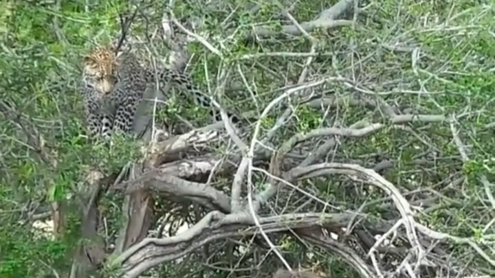 Leopard Hides from a Warthog in a Tree