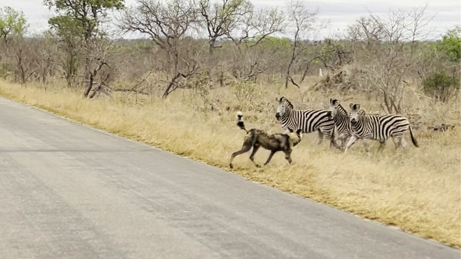 Wild Or The Road Nyt