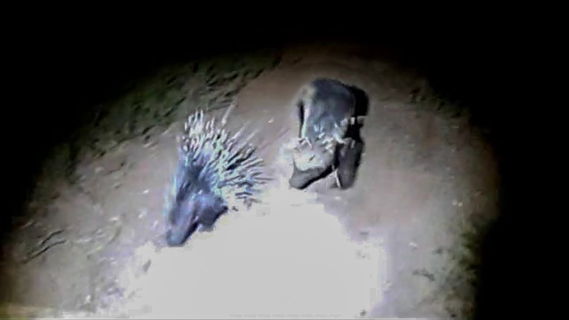Relentless Honey Badger Takes On Spiky Porcupine In Wild Showdown