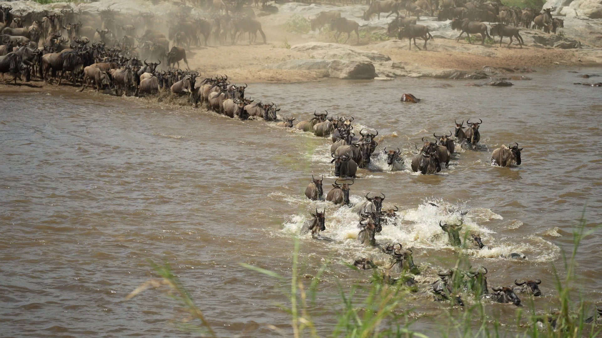 Herd of Wildebeest Brave Croc Infested Waters for Migration