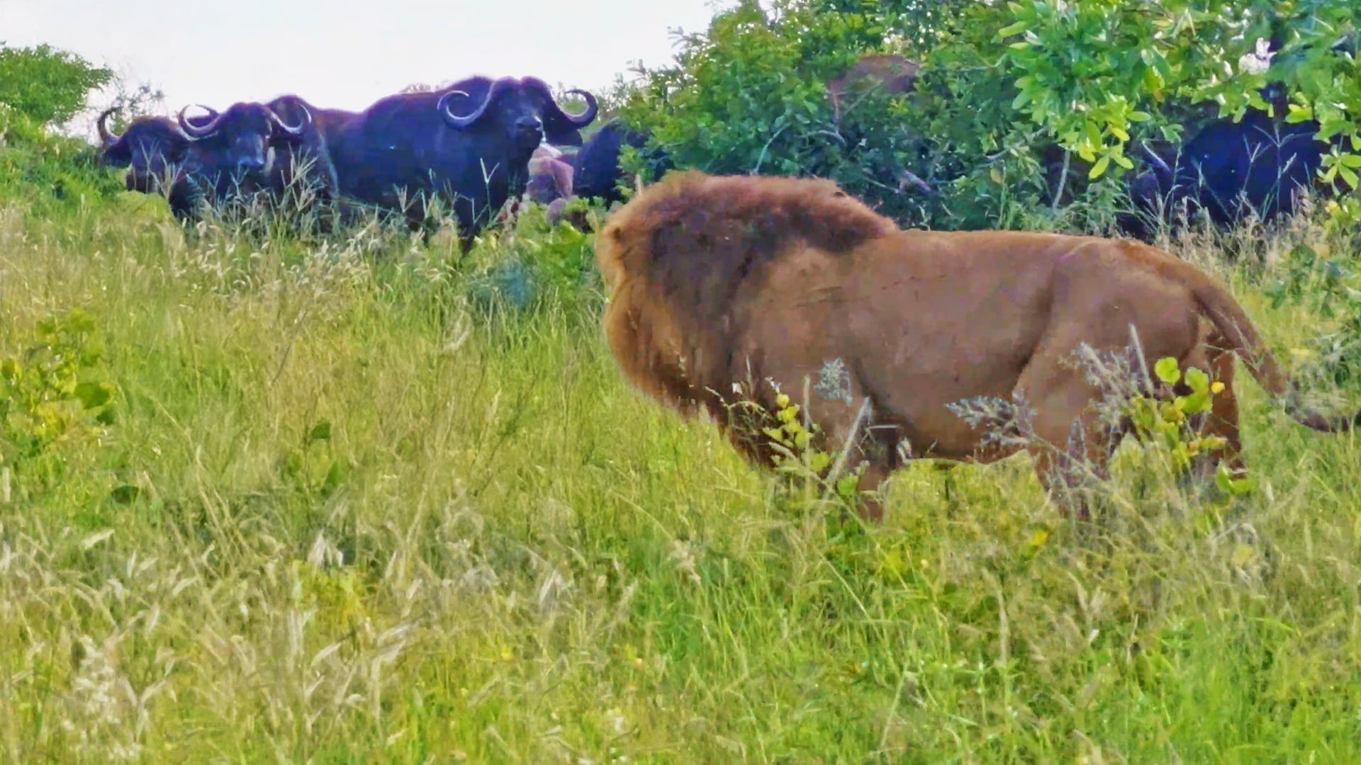 Brave Buffalos Stand Off Against 3 Male Lions