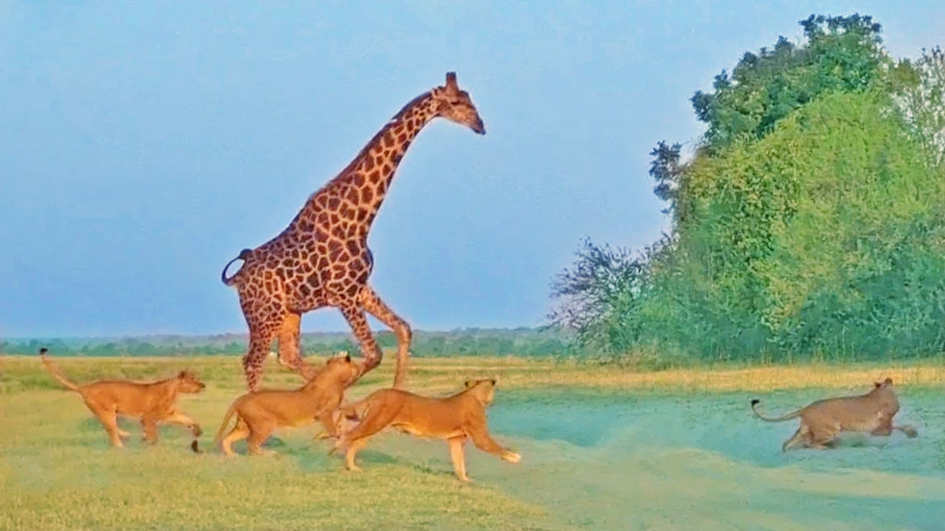 Brave Giraffe Narrowly Escape from a Pride of Lions 