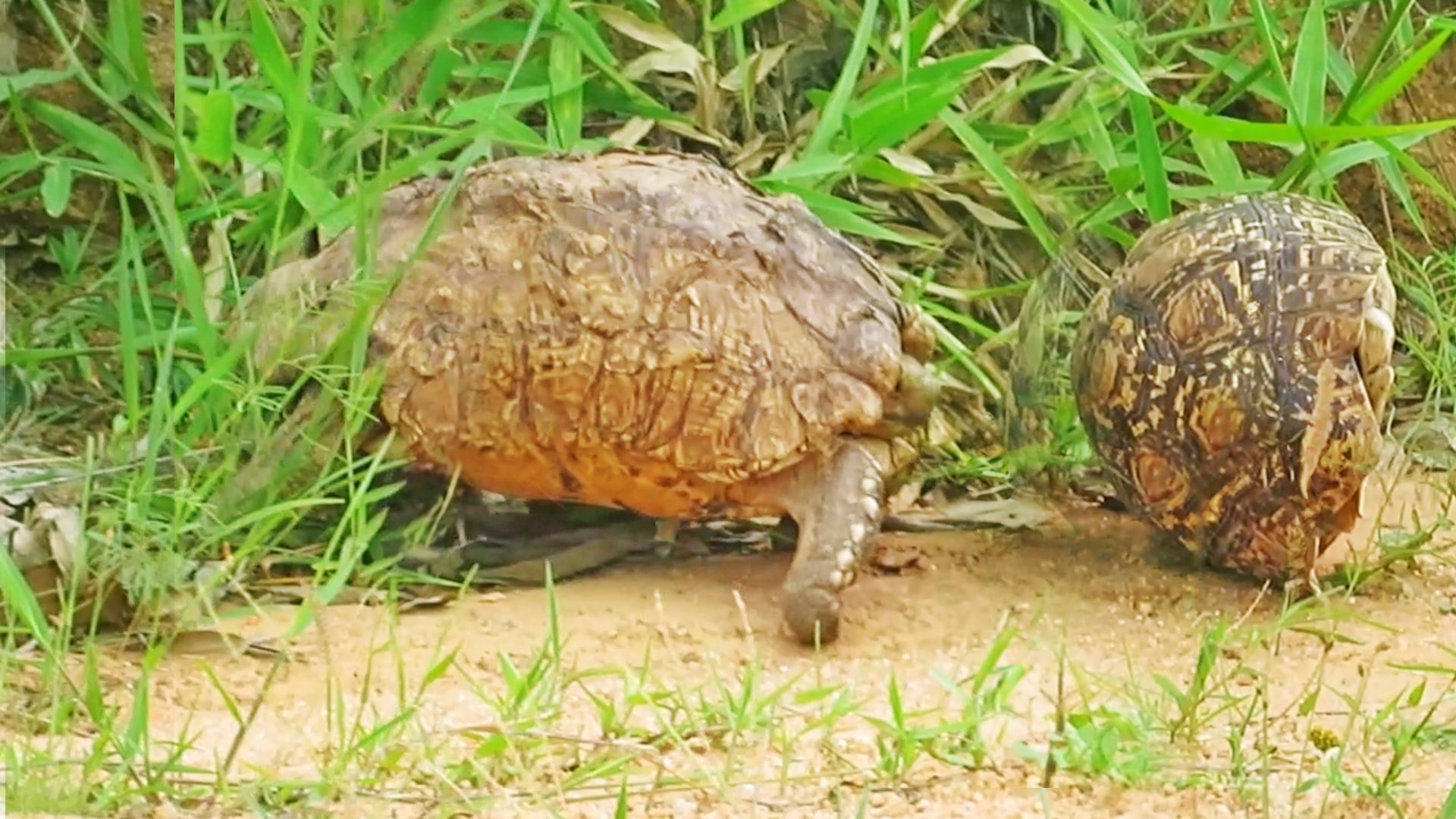 Tortoise Helps Friend Onto His Feet