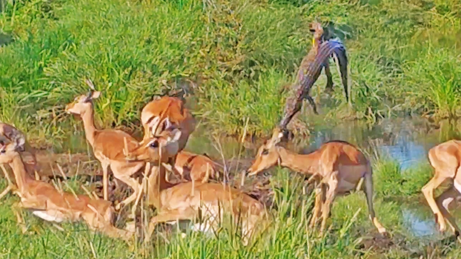 Crocodile Ambush Goes Terribly Wrong – For the Crocodile