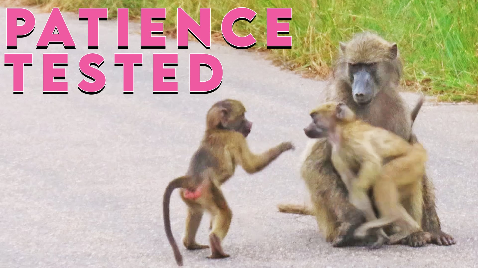 Naughty Baboons have Too Much Energy for their Mom