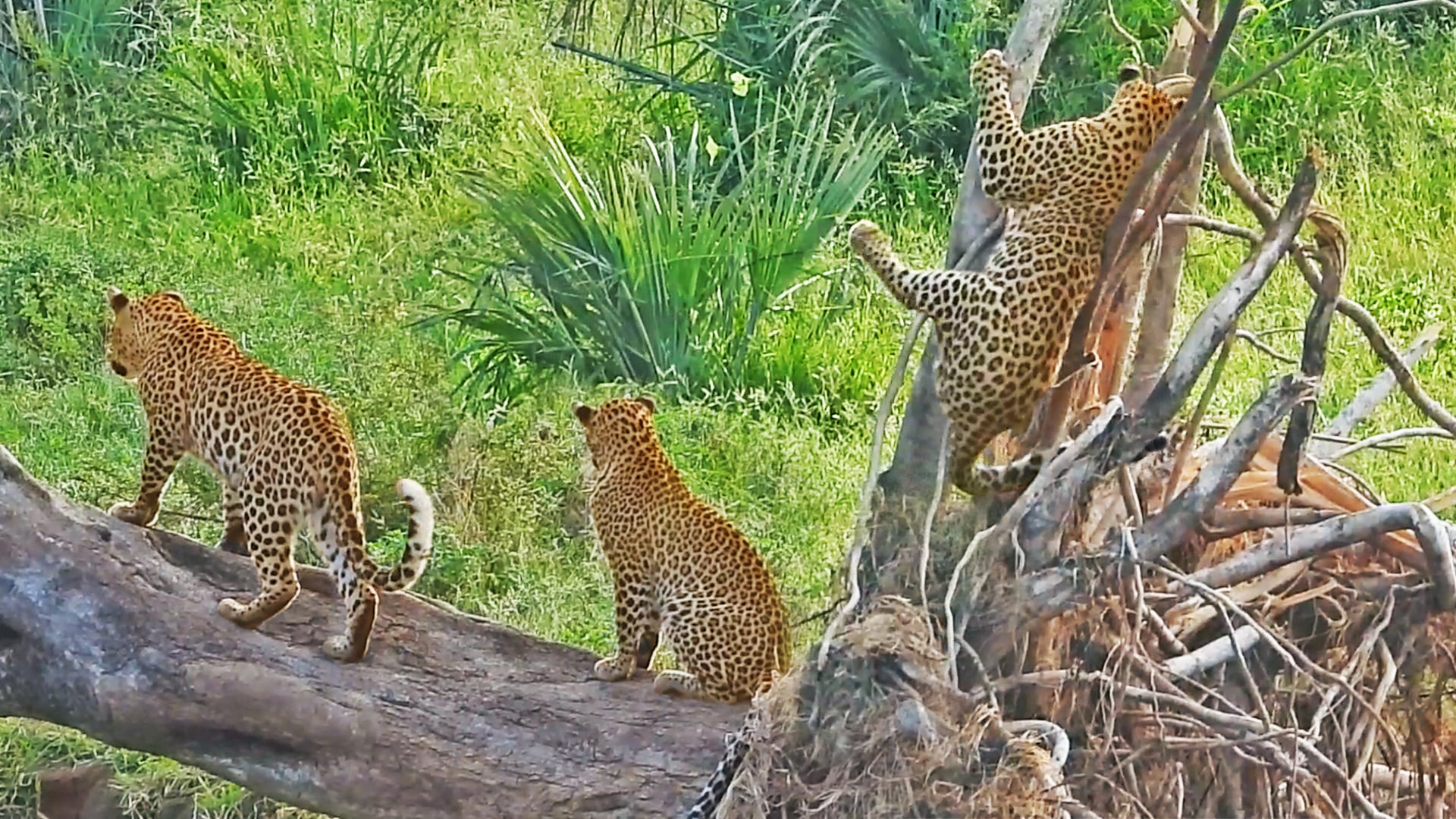 Leopard Mom Plays with Her 2 Large Cubs