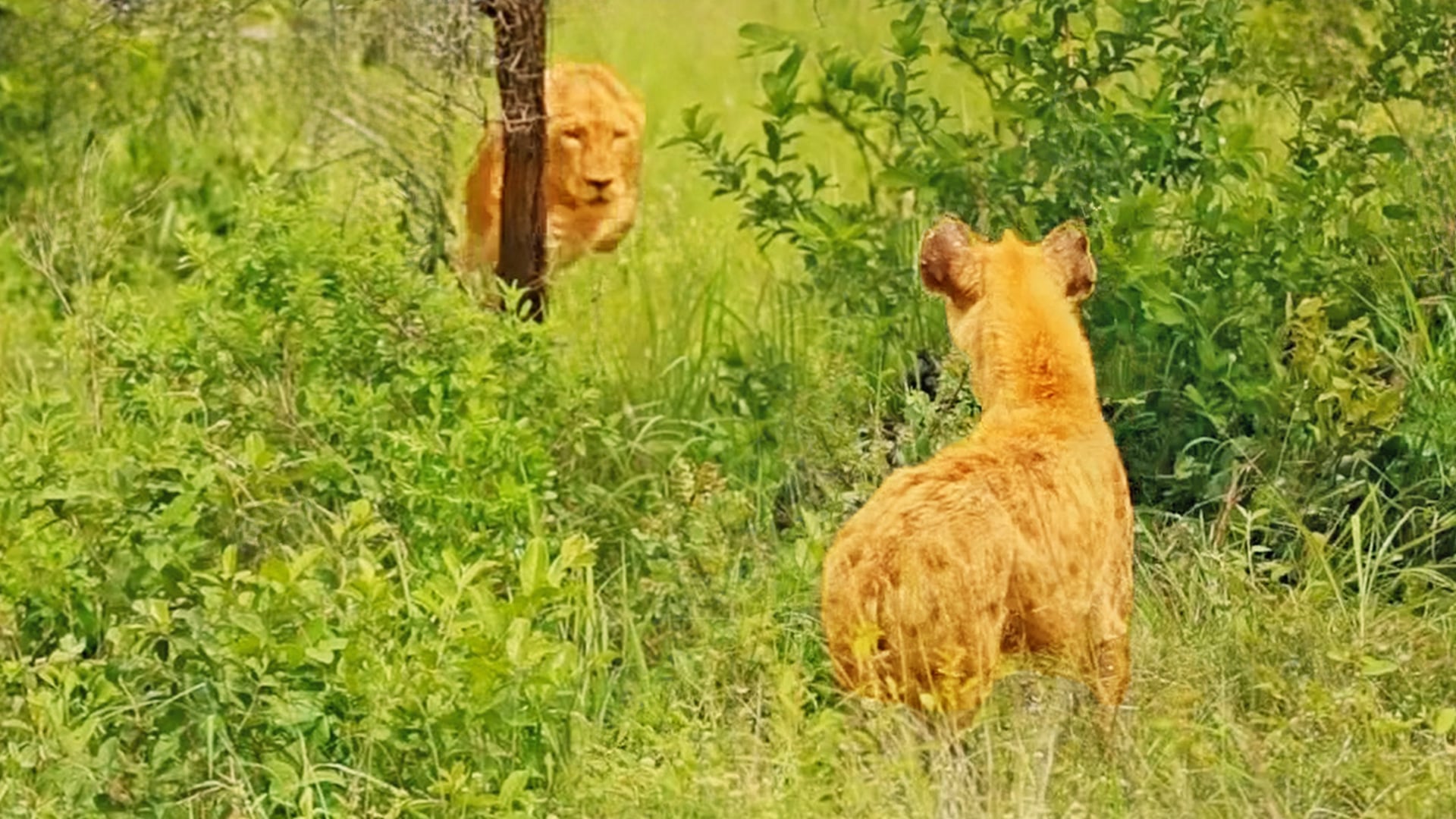 Lioness Gives a Lone Hyena the Fright of It’s Life