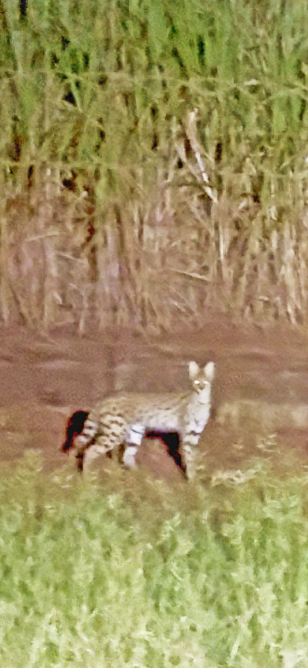 Serval Goes Hunting At Night