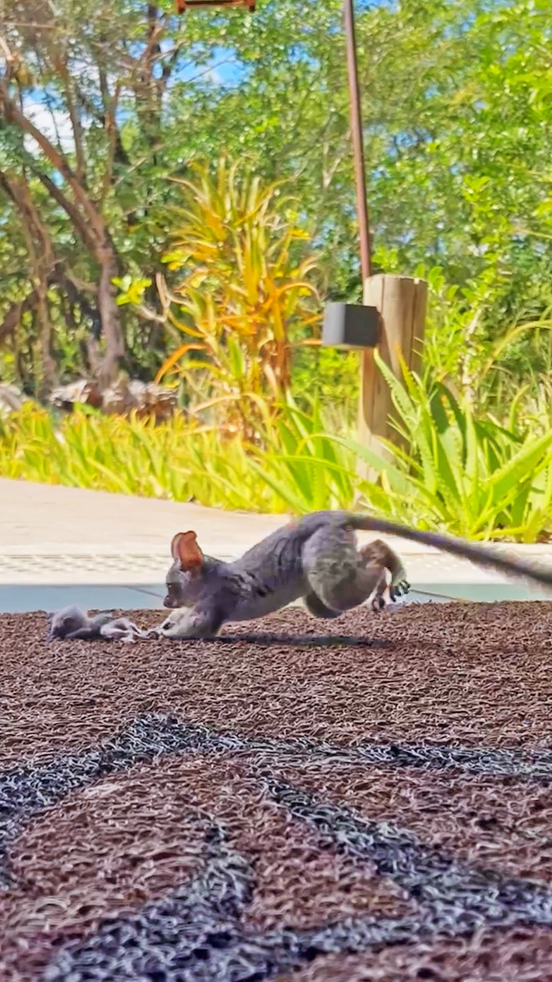 Brave Bushbaby Mom Rescues Baby